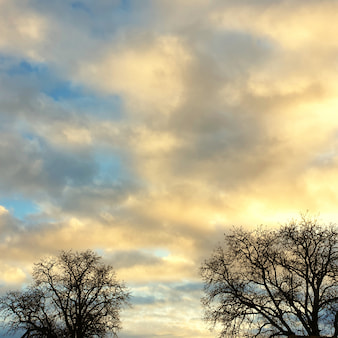 P1 Programas Mindfulness Cielo árboles