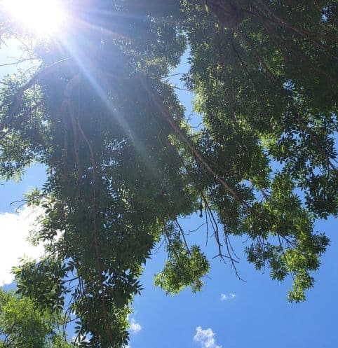 Mindfulness despertar