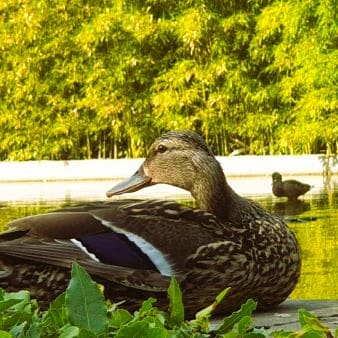 pato mindfulness reducción estrés